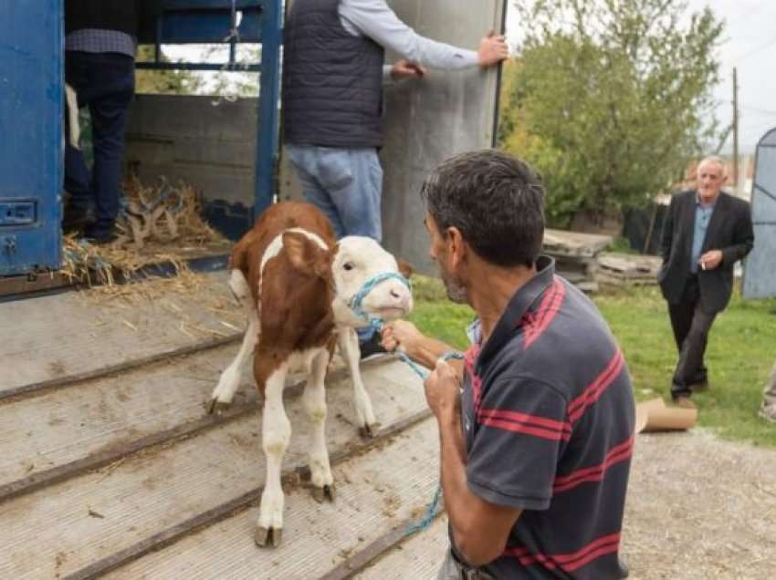 Komuna e Drenasit shpërndanë lopë, këta janë përfituesit e parë