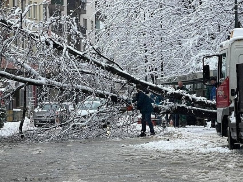 ​Qytetarët e Prishtinës ndihen të rrezikuar nga lisat e vjetër