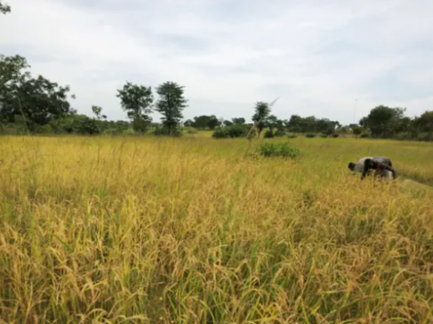 Tragjike në Nigeri, 46 të vdekur nga një sulm me armë