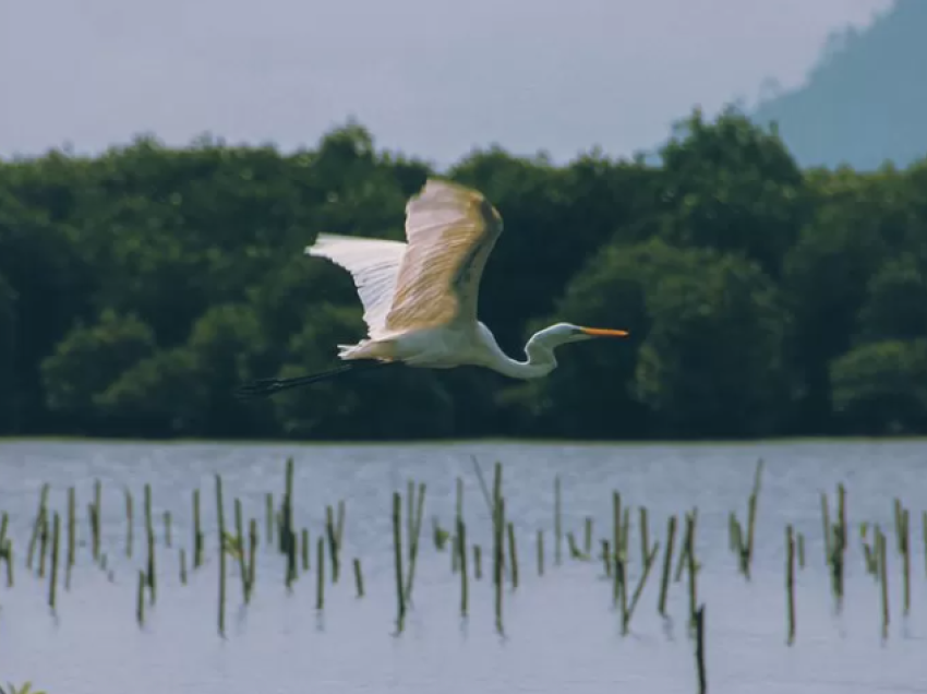 Shkencëtarët po garojnë kundër kohës për të shpëtuar biodiversitetin