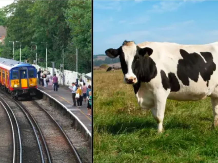 Burri vritet nga lopa ‘fluturuese’ që u godit nga treni dhe ra 30m larg mbi të ndjerin