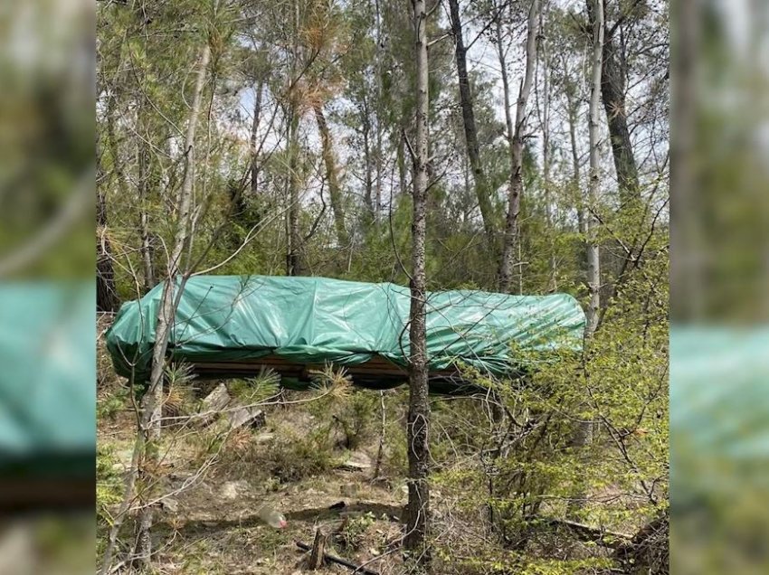 Zbulohet ‘plantacioni’ me kanabis në Krujë, sekuestrohen 782 kubikë me drogë