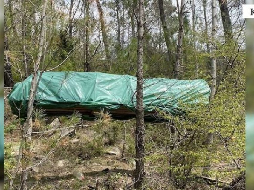 Kultivim kanabisi në Krujë, sekuestrohen 782 kubikë në një serë në pyll