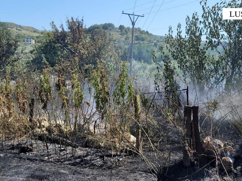 Donte të digjte barërat e egra, por flakët shkrumbuan 30 Ha me vreshta dhe dru frutorë, pranga të riut në Lushnjë