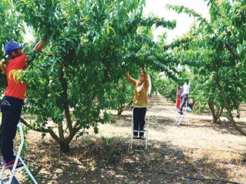 Greqia në krizë për fuqi punëtore, ankohet për shqiptarët: Kërkojnë paga të larta!