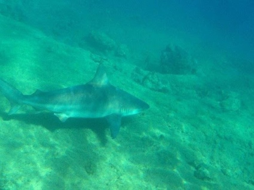 ​Plazhi i qytetit të Nju Jorkut u mbyll pasi një grua u kafshua nga peshkaqeni