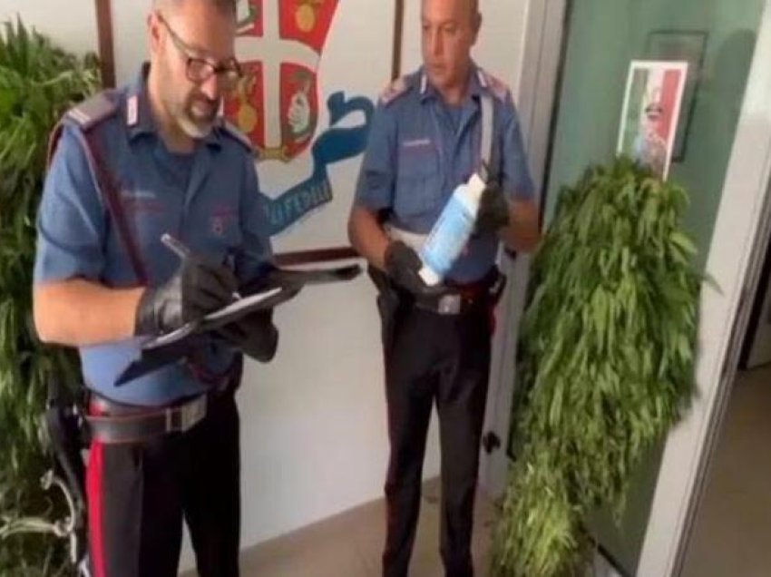 Zbulohet plantacioni i madh i drogës mes pyjeve në Itali, arrestohet i riu shqiptar