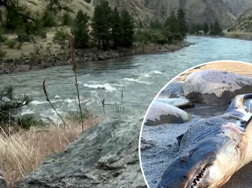 Pamja e një peshkaqeni në një vend të pazakontë befason banorët e Idaho