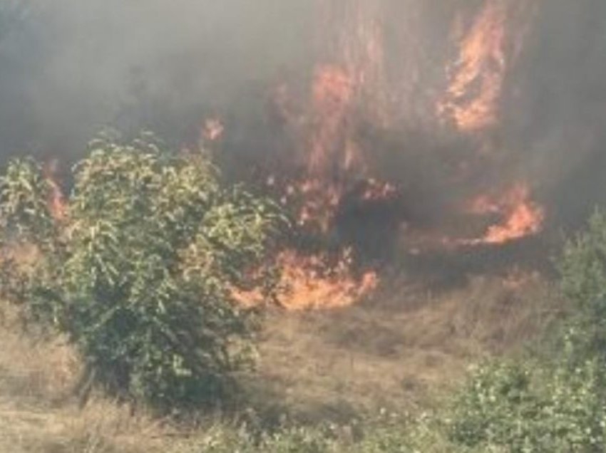 Dogjën barishte në një fshat të Elbasanit, arrestohen dy persona