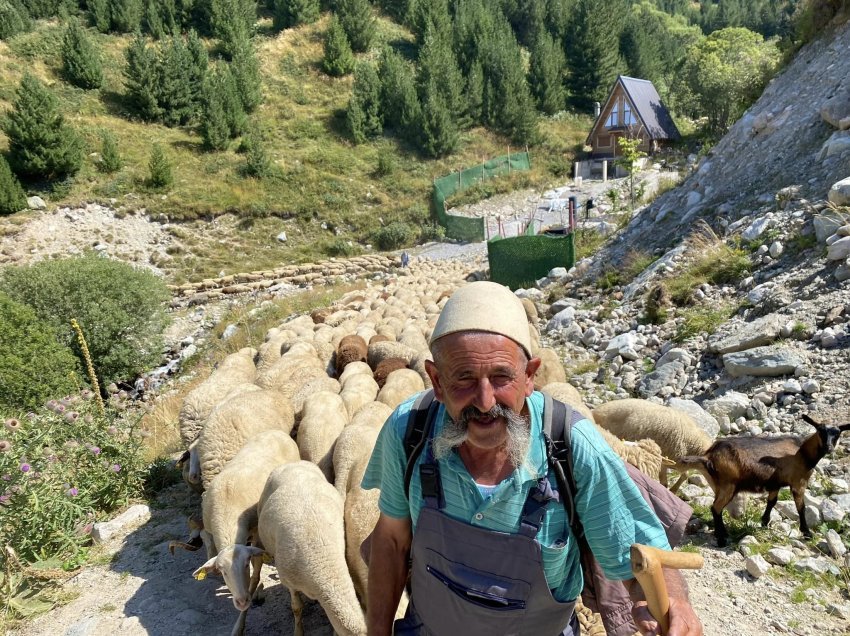 Bagëtia e bekuar te qendra e skitarisë në Brezovicë