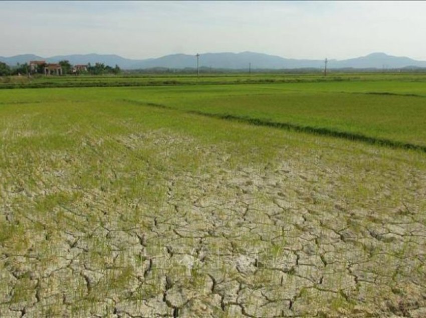 Mbi 47,000 hektarë fusha orizi të shkatërruara nga thatësira në Sri Lanka