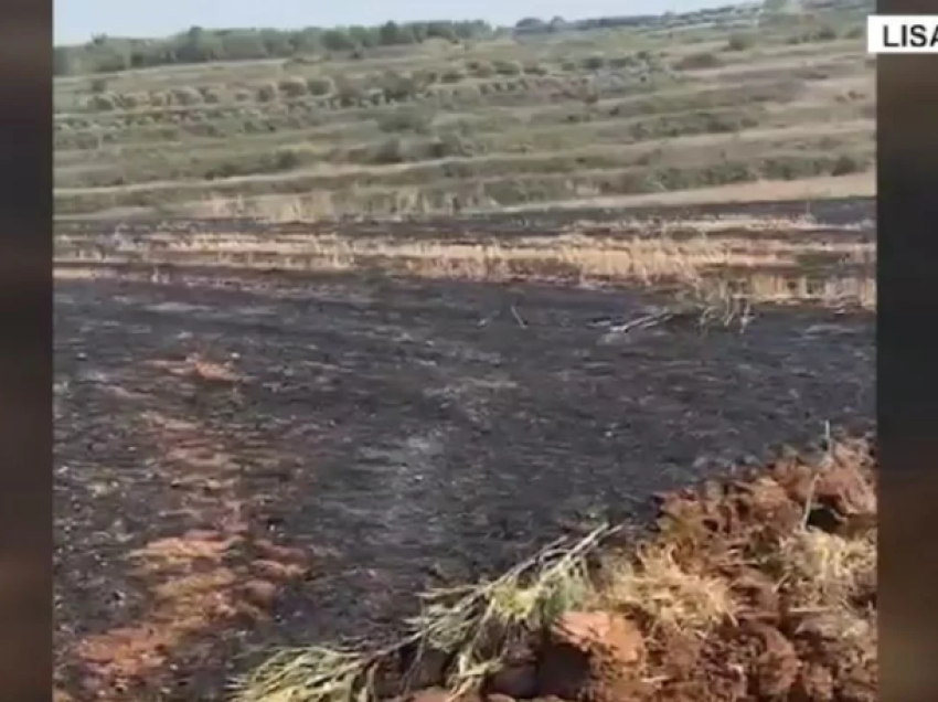 Cigarja aktivizoi vatrën e zjarrit në Belsh, arrestohet autori! Mbi 15 hektarë pyje të djegura