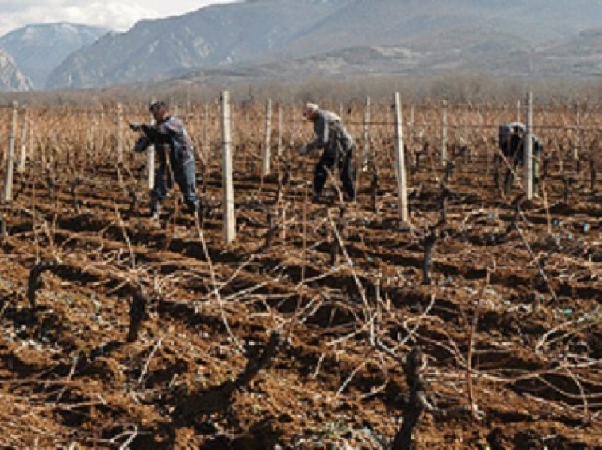 Maqedoni, vreshtarët paralajmërojnë bllokada të rrugëve