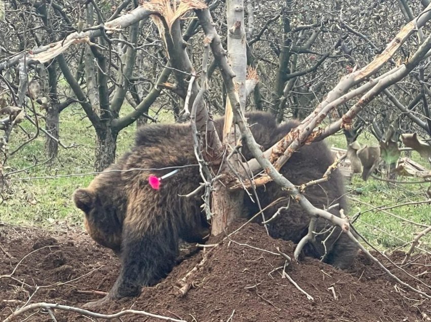 Në Prishtinë shpëtohet ariu i cili kishte rënë në kurth