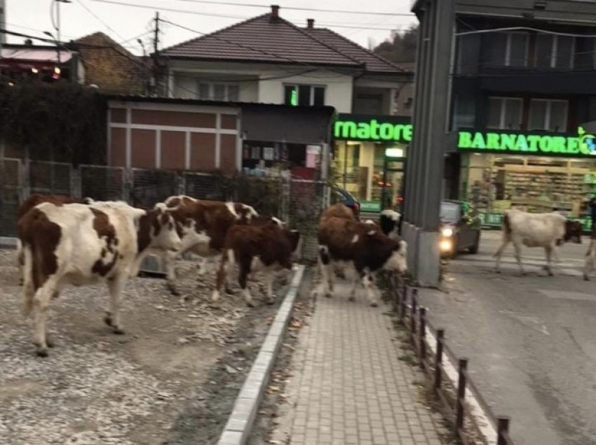 Lopët futen në oborrin e Spitalit të Pejës