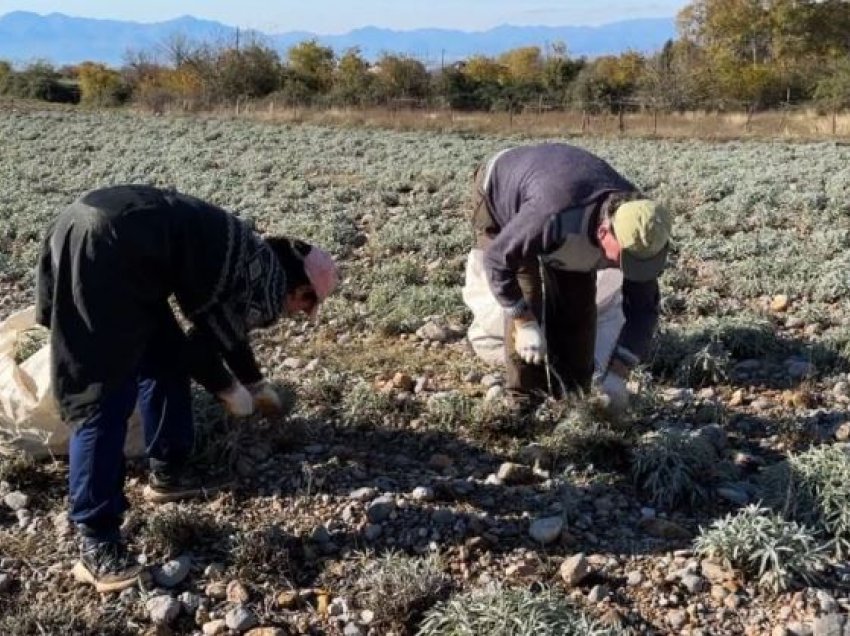 Ulja e çmimit të bimëve mjekësore! Fermerët në Malësi të Madhe: Rrezikojmë falimentimin