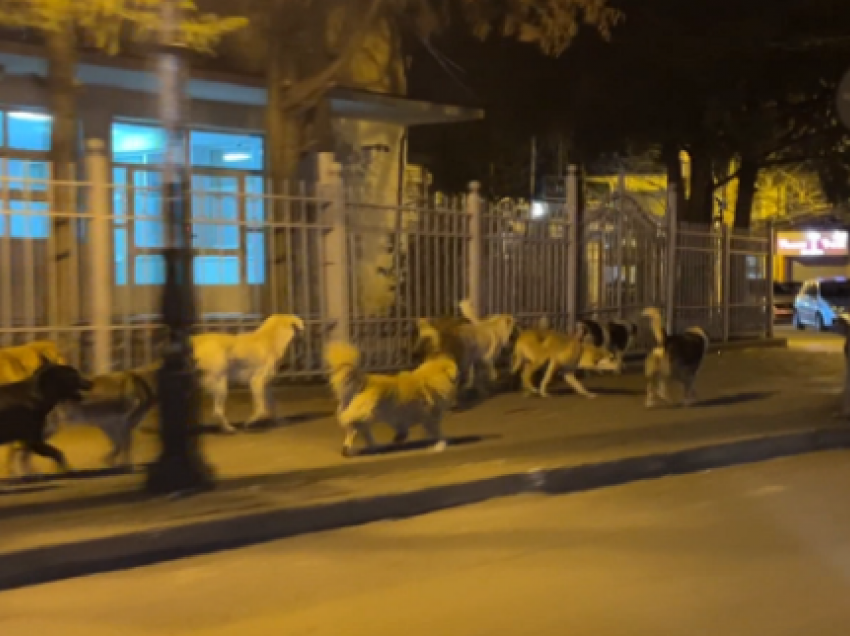 Qentë terrorizojnë Shkodrën! Janë shtuar në rrugë, dyshime se janë dërguar nga bashki të tjera