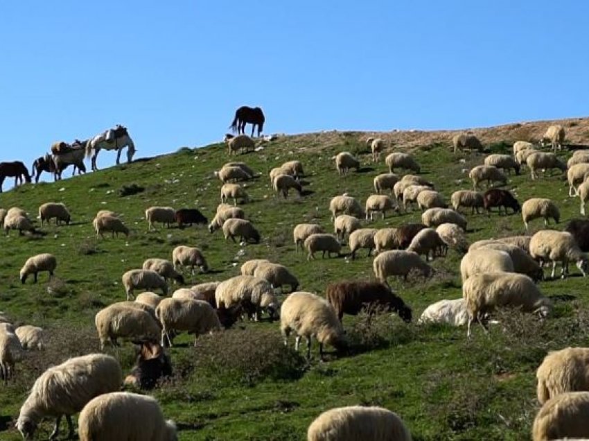 Rritja e çmimit të qumështit/ Fermerët e Lushnjës: Nuk përfitojmë ne, por baxhot