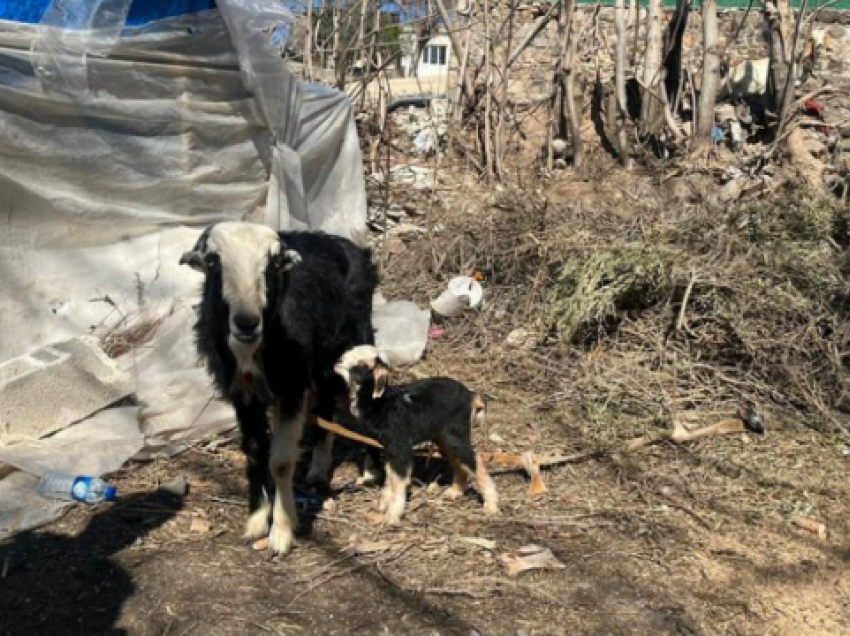 Qengji lindi pak pas tragjedisë në Turqi, ia lënë emrin “Tërmet”