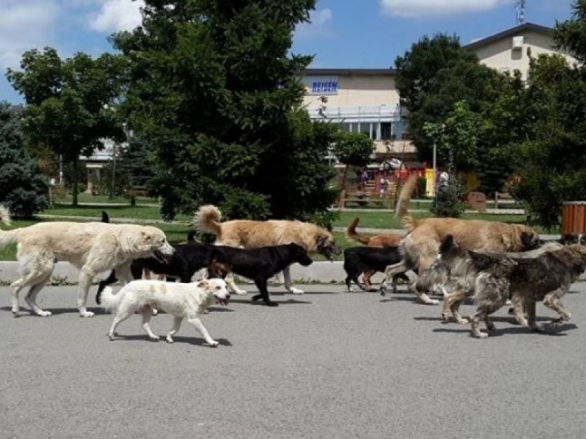 Problemit me numrin e madh të qenve endacakë në Shkup nuk i shihet fundi