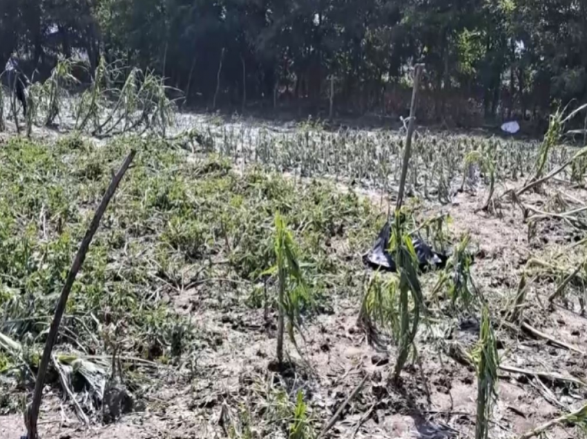 Dëmet në Vrapçisht, Komuna ende nuk ka dorëzuar kërkesë për dëmshpërblim të bujqve