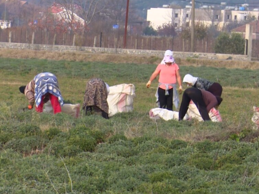 Mentaliteti dhe vështirësitë ekonomike rëndojnë gjendjen e grave në veri të Shqipërisë