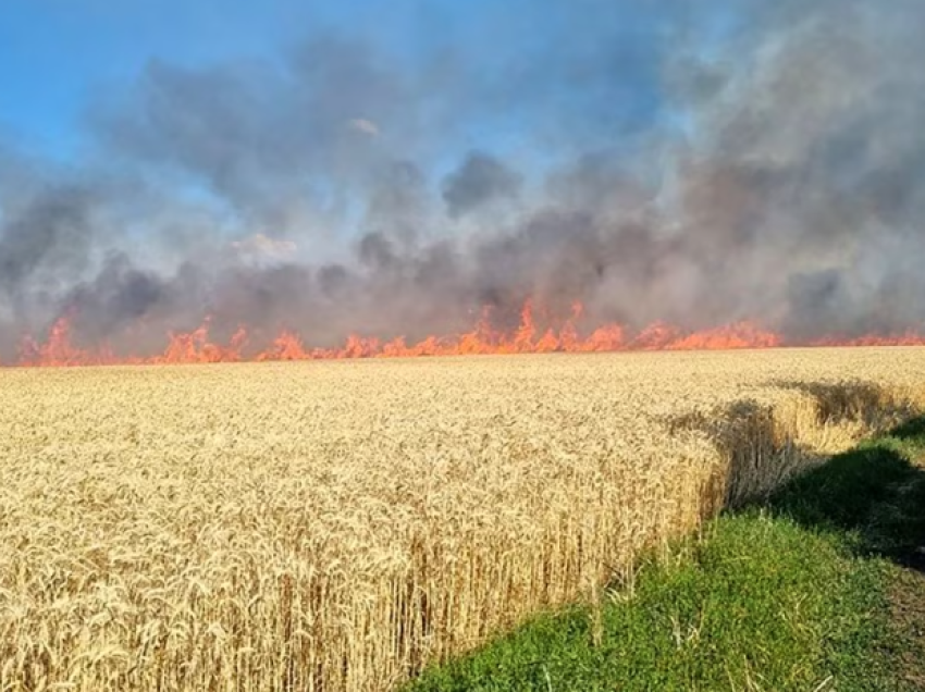 USAID zoton 250 milionë dollarë për fermerët ukrainas