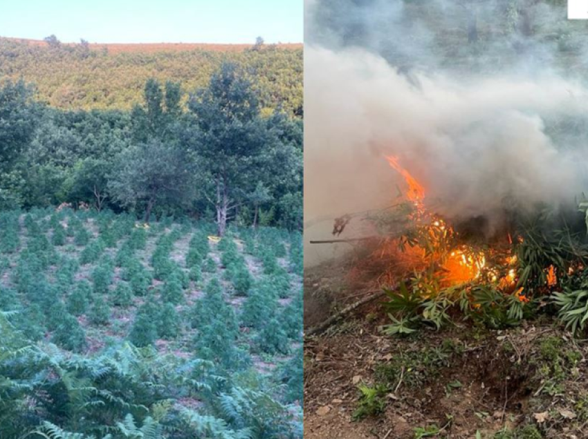 Gjenden 2918 bimë kanabisi në disa zona të pyllëzuara në Lezhë, nuk dihen autorët