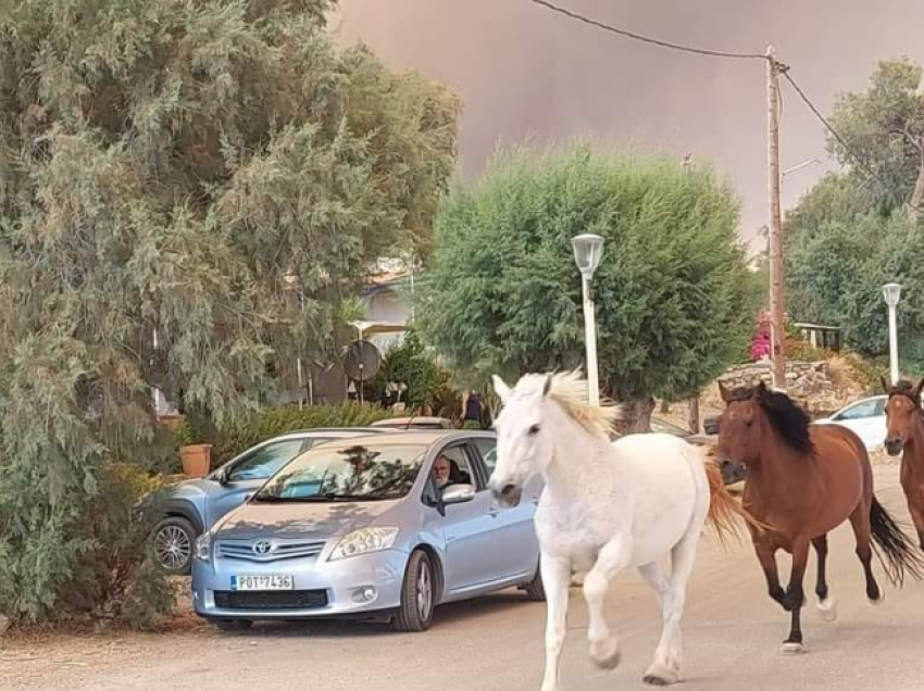 Kuajt vrapojnë për t’i shpëtuar zjarrit në Rodos