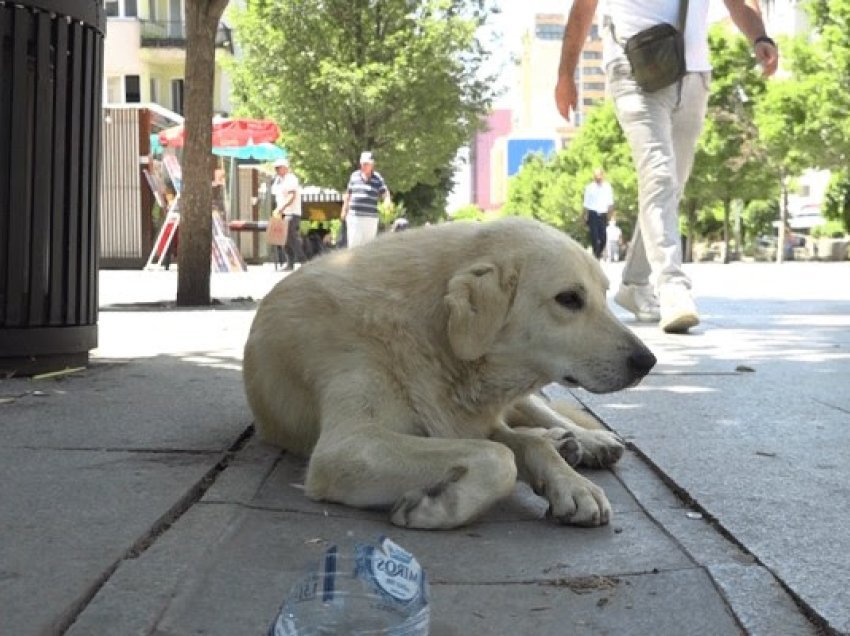 ​Interesim për adoptim të qenve endacakë, frikë se mund të jetë vetëm prej parave