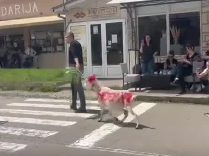 Serbët në Leposaviq vendosin para komunës një dhi me mbishkrimin “Hetemi” 