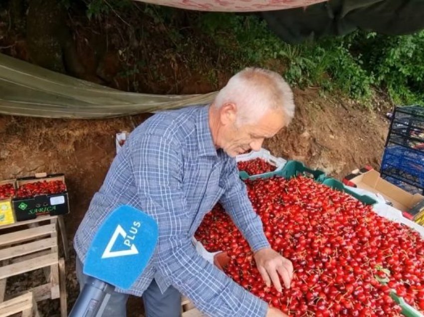 I ftohti dëmton qershitë në Dibër/ Fermerët ankohen se autoritetet nuk po i ndihmojnë