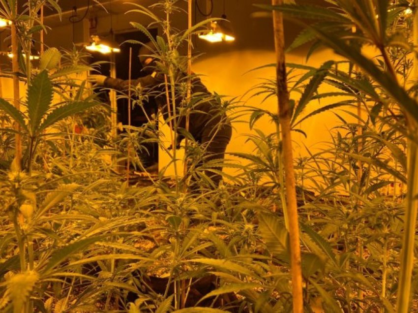 Çmontohet plantacioni i marijuanës në Spanjë, arrestohen tre të rinj shqiptarë