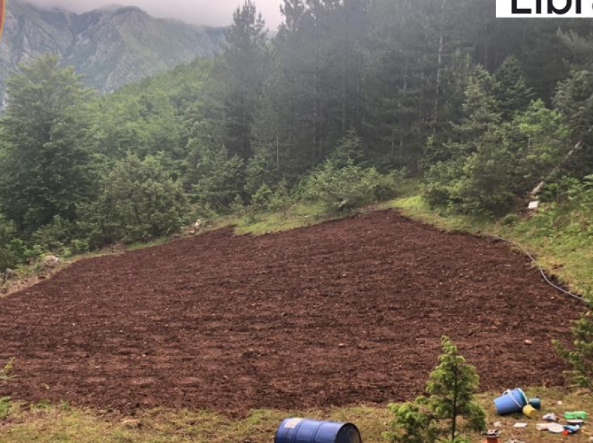 Librazhd/ Asgjesohen qindra fidanë kanabis, shpallën në kërkim autorët