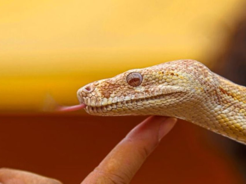 Lokali i pazakontë ku klientët përkëdhelin hardhucat dhe gjarpërinjtë duke pirë kafe