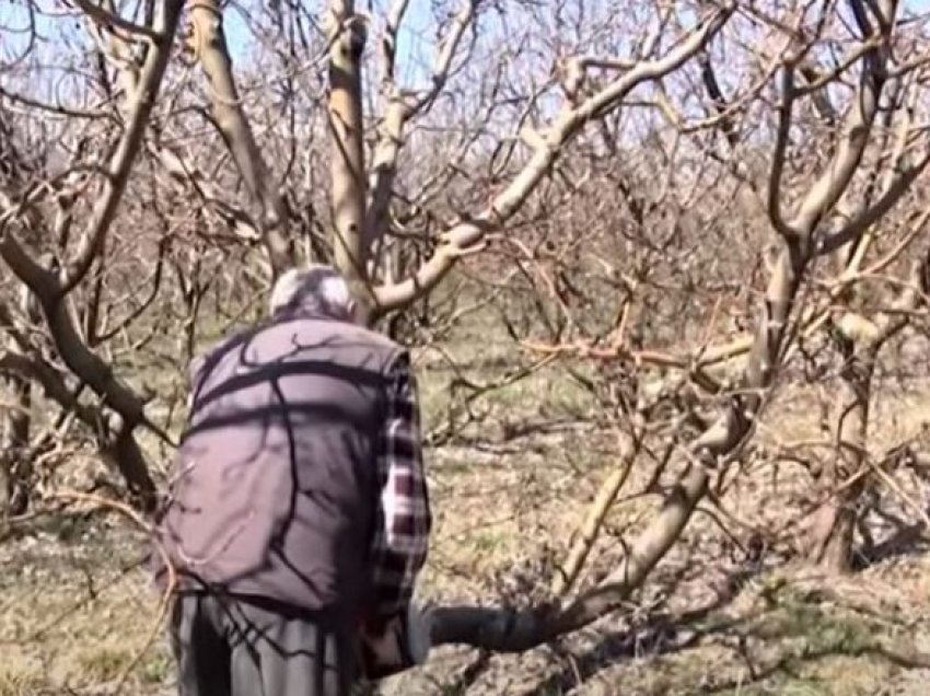 Fermerët presin mollët në Dibër/ Kostot e prodhimit janë të larta, nuk ka treg për shitje