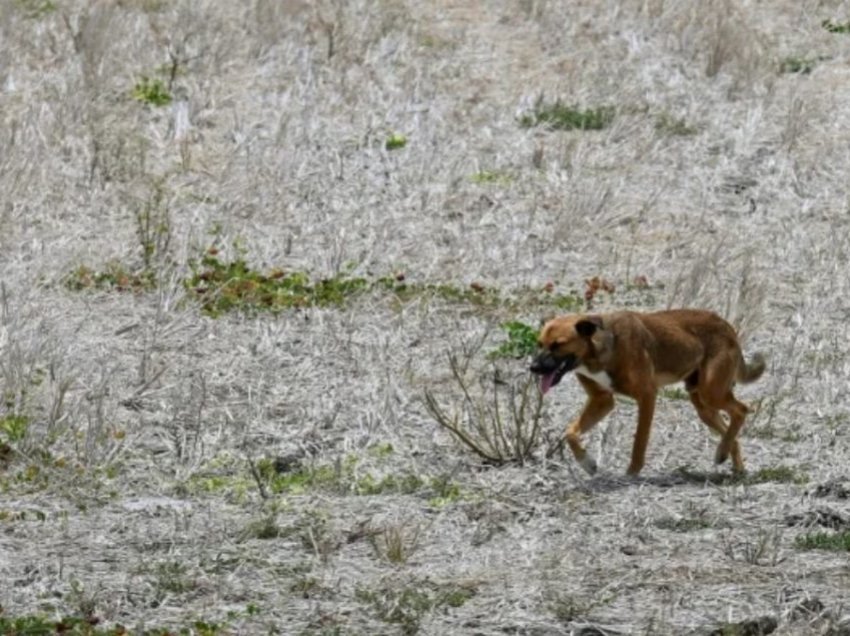 Bota duhet të përgatitet për ‘El Niño’ dhe temperatura të reja rekord – paralajmëron OKB