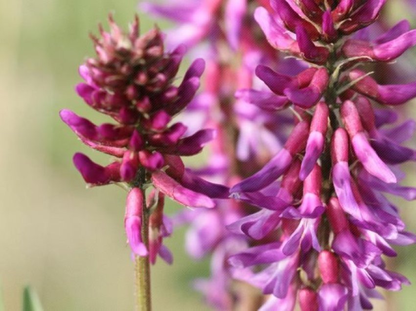 Astragalus, një bimë antike me shumë përfitime shëndetësore