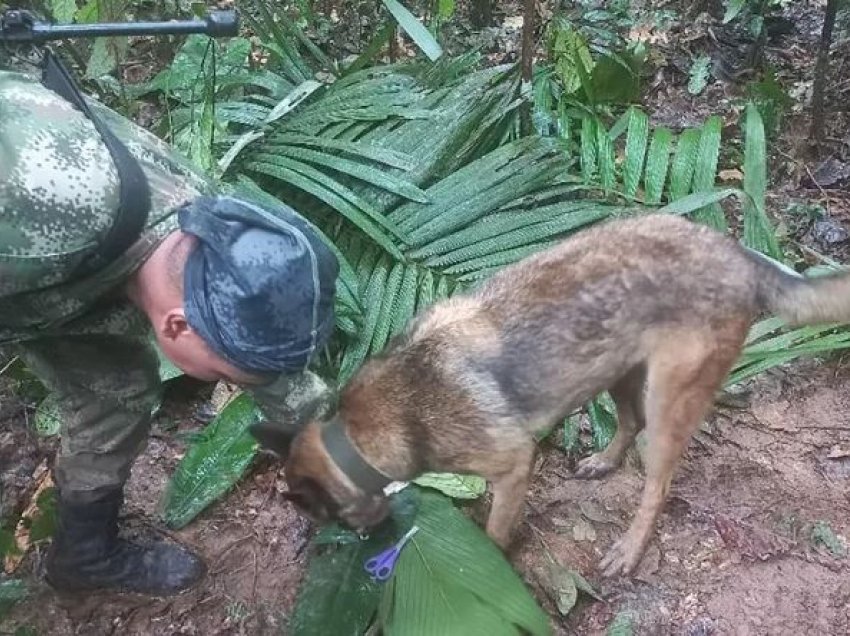 Katër fëmijë mbijetuan për 16 ditë në xhungël pas përplasjes së avionit në Kolumbi