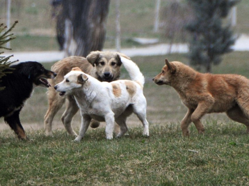 Si të veproni kur ju kafshon një qen?