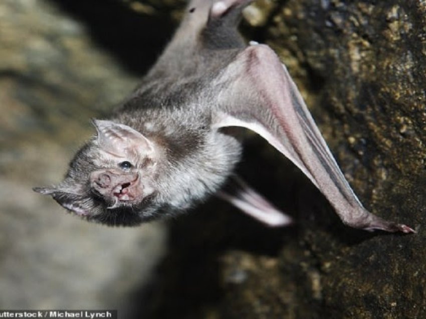 ​Lakuriqët “vampirë” shihen pranë Teksasit, shkencëtarët kanë frikë se do ta pushtojnë SHBA-në