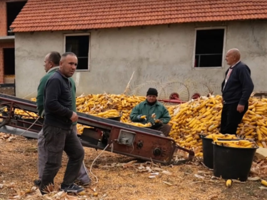 6 vëllezërit nga Ferizaj që mbajnë familjen e madhe, punojnë tokën dhe refuzojnë ta braktisin Kosovën