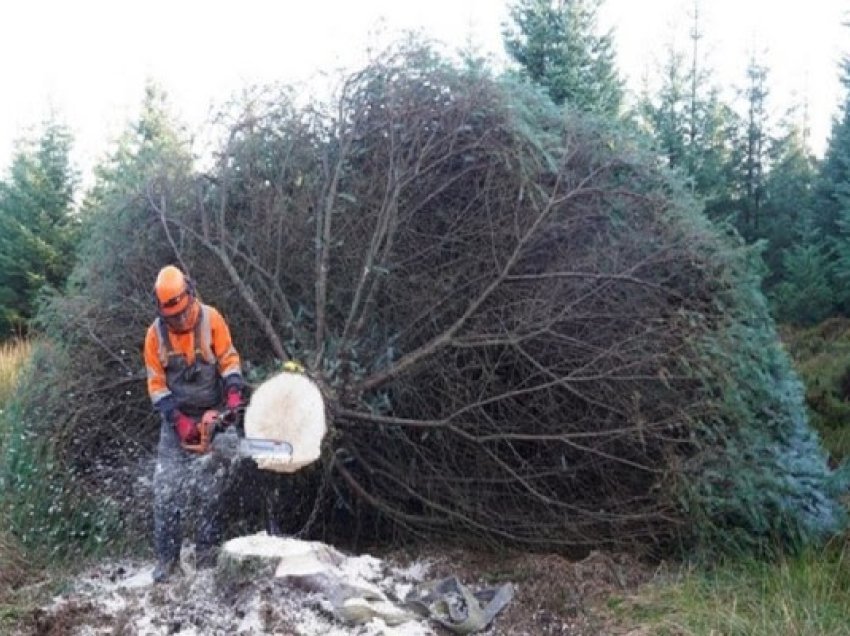 ​Pema e Krishtlindjes nis udhëtimin e saj 500 kilometra drejt Big Benit