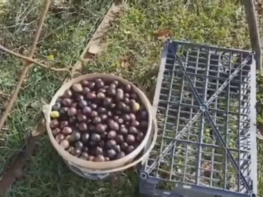 Dyfishohet çmimi i ullirit dhe vajit, fermerët: Kishim shumë më pak prodhim, kjo ka sjellë rritjen