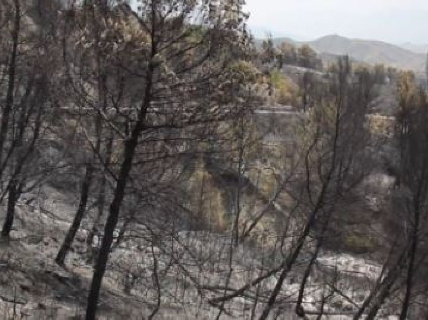 Krimet mjedisore/ Në Gjirokastër, 42 autorë të proceduar