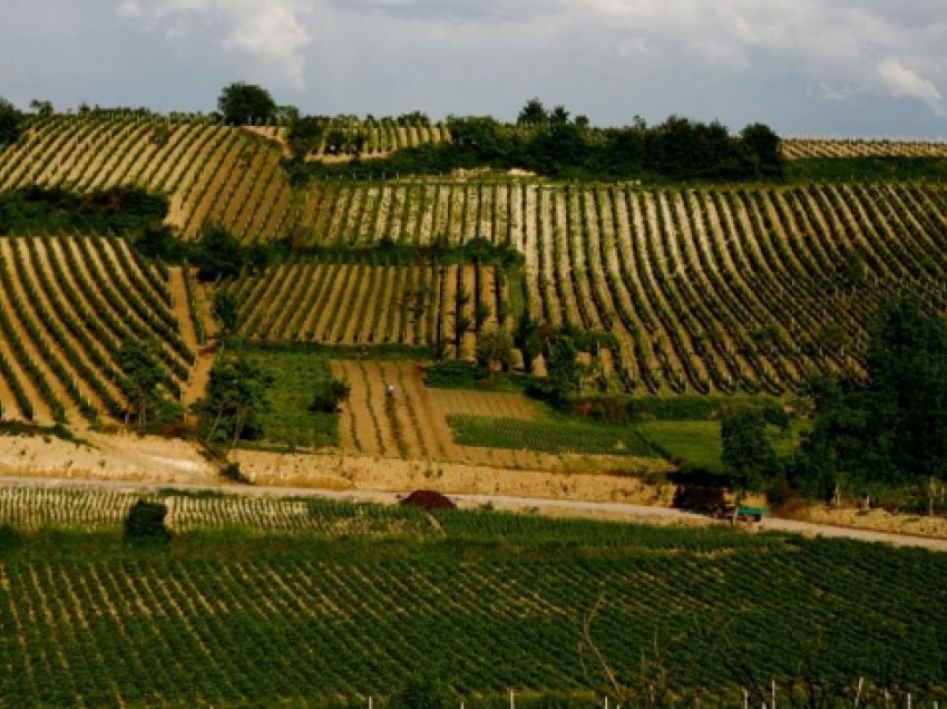 Vreshtarët bllokuan rrugën Kavadar – Negotinë, kërkojnë ndihmë nga shhteti