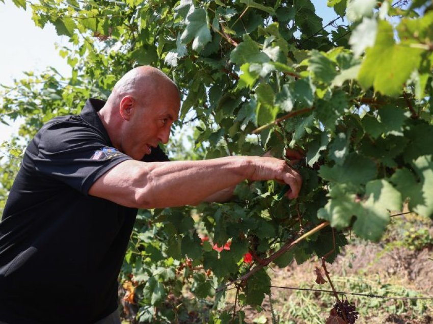 Festivali tradicional “Hardh Fest”, Haradinaj: Vreshtarët me punën e tyre janë shndërruar në storje suksesi