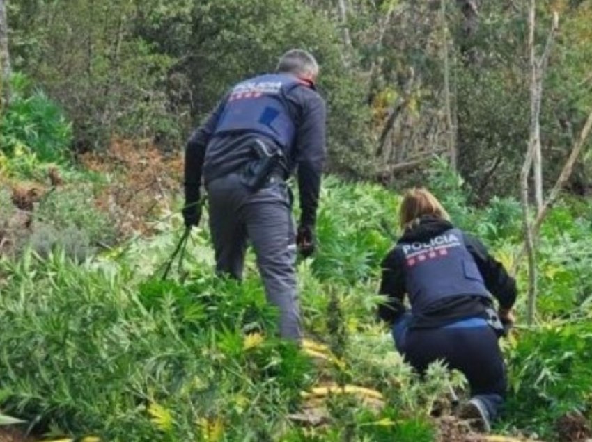 Arrestohen “fermerët” shqiptarë në Spanjë, iu shkatërrohet prodhimi me vlerë 2 milionë euro