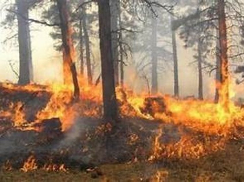 Dy lagje të Elbasanit në zjarr, në hetim dy 13-vjeçarë dhe një tjetër