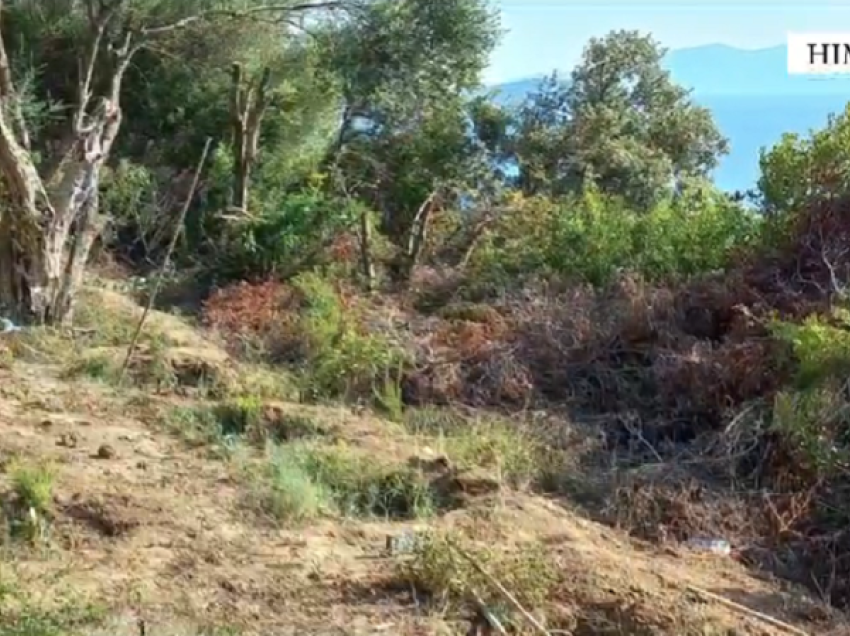 Kultivonin kanabis në zonën e plazhit të Lukovës, arrestohen dy persona, një tjetër në kërkim